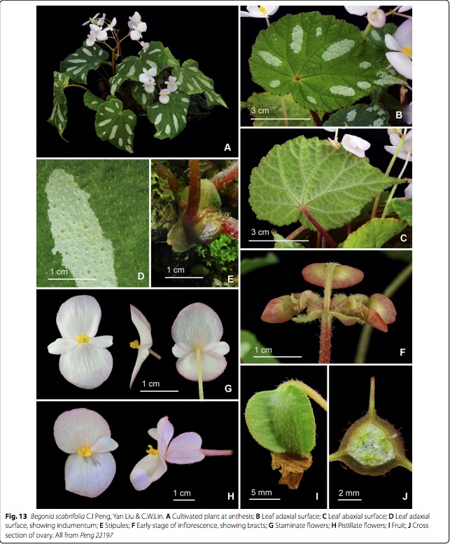 B. scabrifolia